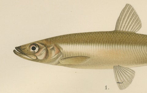 Scandinavian Fish Species: Smelt, Capelin and Tench in Fine Lithograph, 1895, close-up 1
