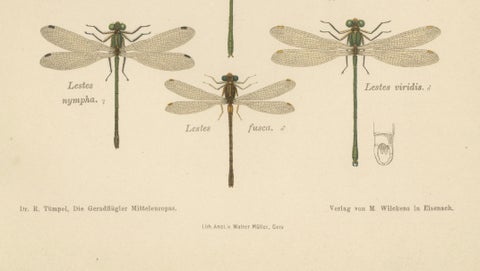 Calopteryx & Lestes Damselfly Lithograph from Die Geradflügler, 1908, close-up 5