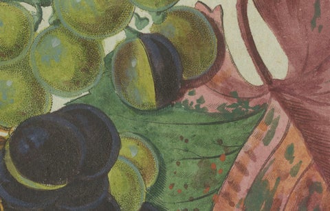 Vineyard Treasures: Exquisite Hand-Colored 19th-Century Grapevine Engraving, close-up 3