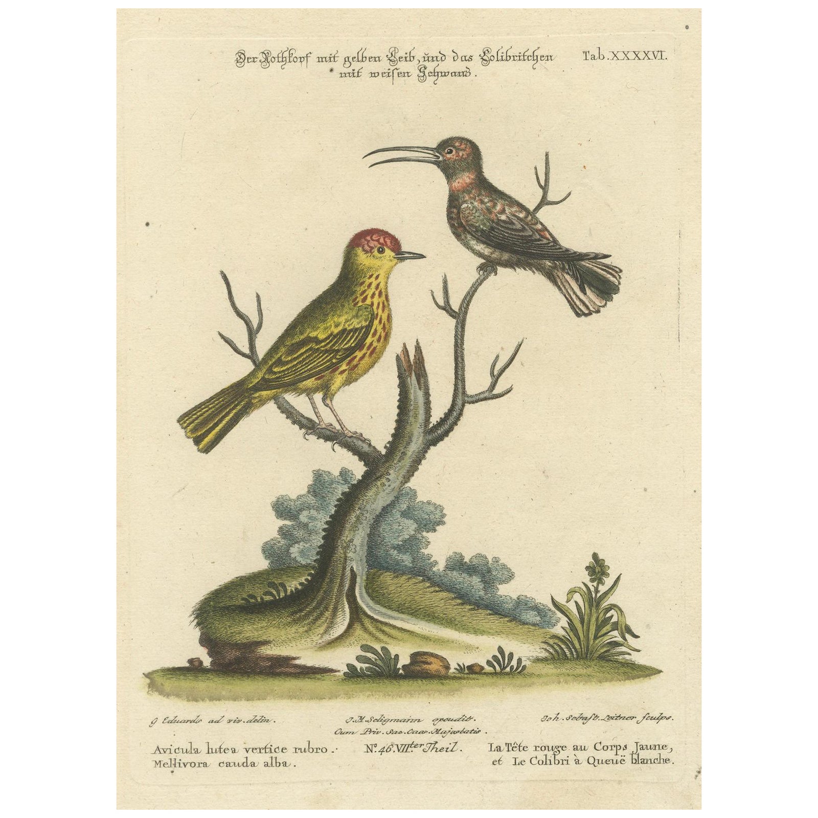 Red-Headed Yellow-Bodied Bird and White-Tailed Hummingbird: Hand-Coloured, 1773