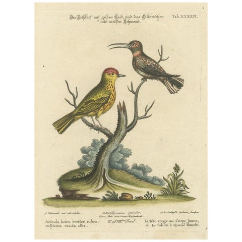 Red-Headed Yellow-Bodied Bird and White-Tailed Hummingbird: Hand-Coloured, 1773