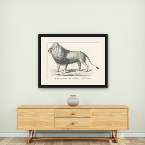 Original Antique Print of a Barbary Lion by Brodtmann, shown framed on a wall