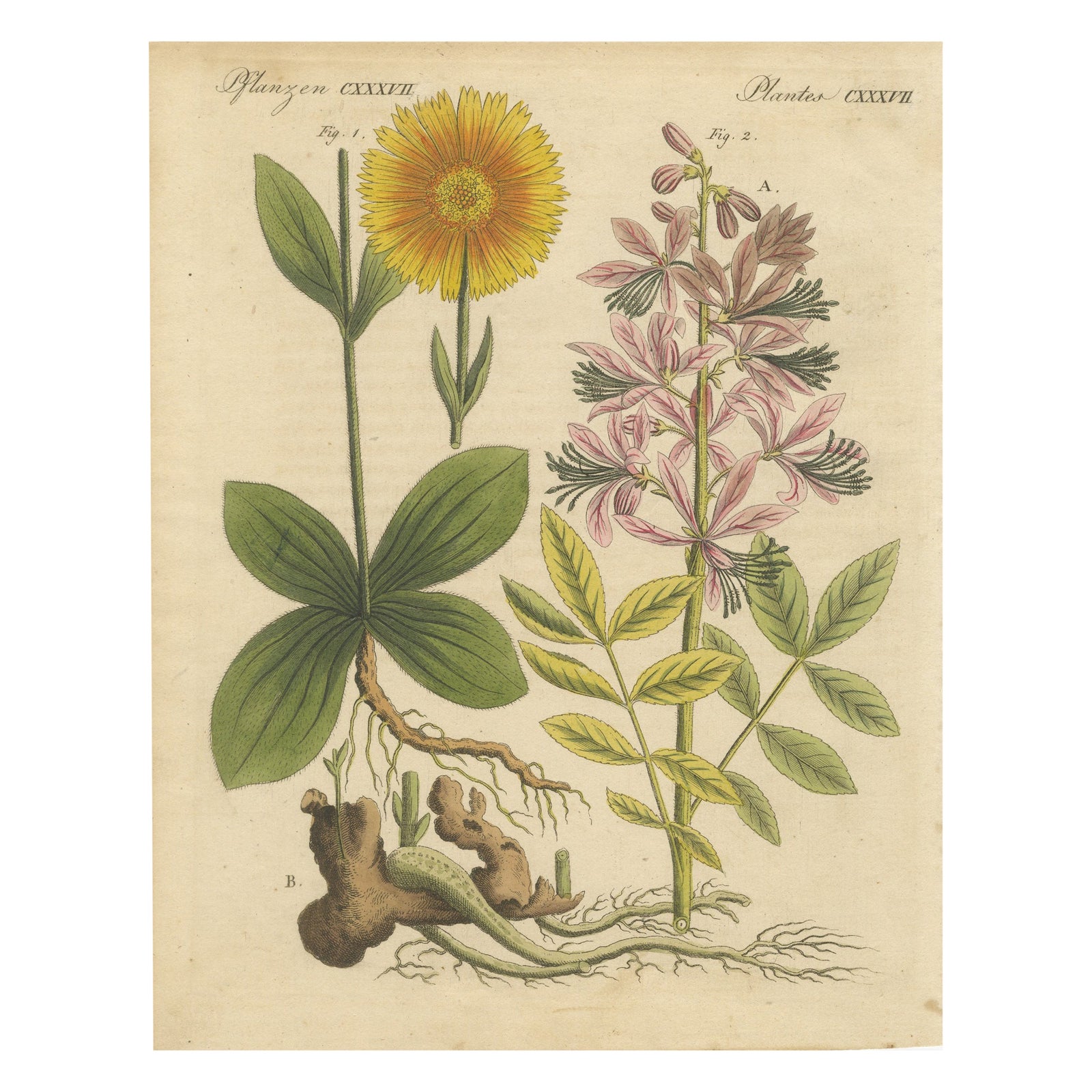 Antique Botanical Engraving, Yellow Flower & Pink Bladder Senna, Pflanzen CXXXV