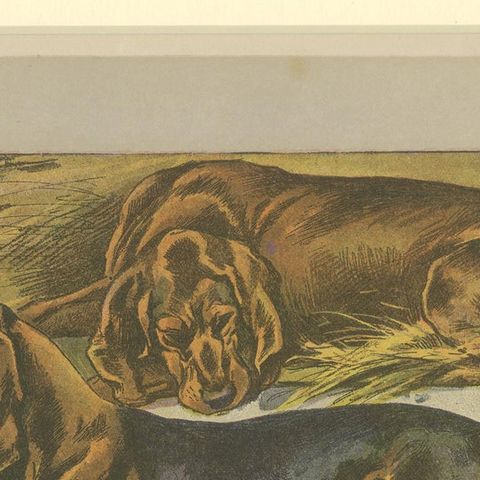 Antique Dog Print of the Basset Ardennais, close-up 1