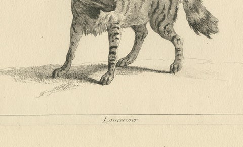 The Majestic Eurasian Lynx: A Detailed Etching - circa 1740, close-up 1