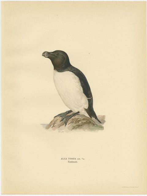Antique Bird Print of the Razorbill or Lesser Auk by Von Wright, 1929, view 2