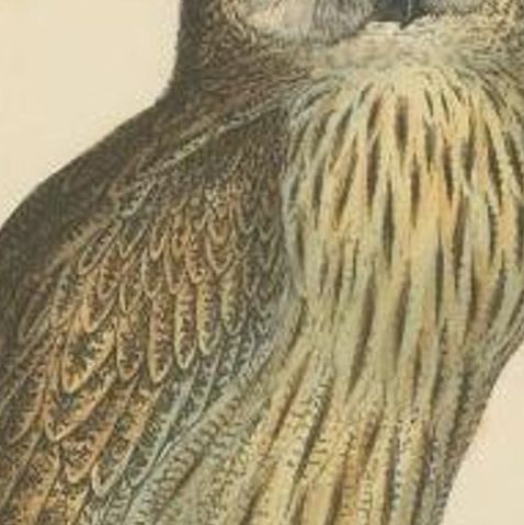 Antique Bird Print of the Eurasian Eagle Owl, c.1850, close-up 1