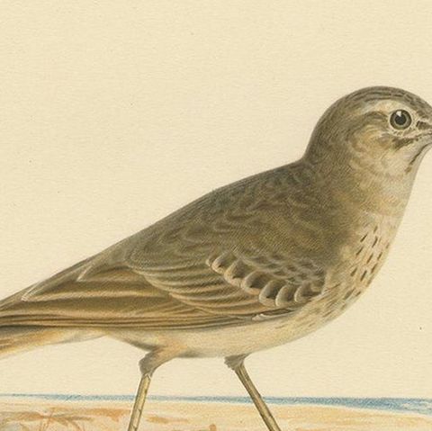 Antique Bird Print of the Tawny Pipit by Von Wright '1927', close-up 1
