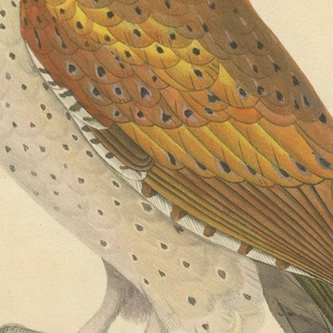 Old Handcolored Ornithological Print of the 'Chouette calong' (Calong Owl), 1838, close-up 5