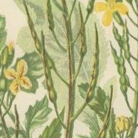 Beautiful Antique Botany Print of Wild Radish, c.1860, close-up 1