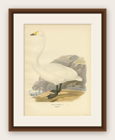 Cygnus Cygnus Antique Bird Print, Whooper Swan, Early 20th Century, shown framed