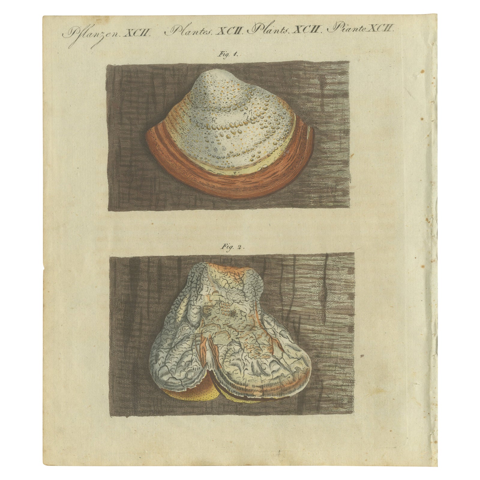 1805 Hand-Colored Engraving of Fungi Specimens from Bertuch’s Work