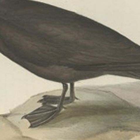 Noddy Tern, Antique Bird Print by John Gould, Hand-Colored c.1832, close-up 1