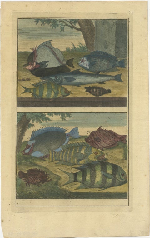 Set of 12 Colored Antique Prints of Various Fishes and Crustaceans, view 10