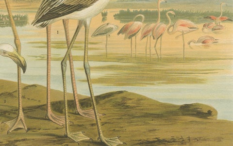 Antique Chromolithograph of Flamingos, Phoenicopterus roseus, c.1890, close-up 3