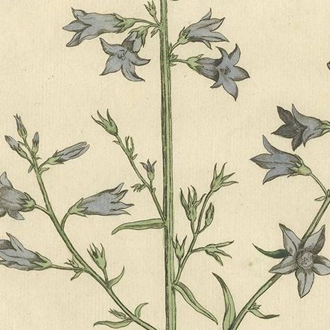 Antique Botany Print of Campanula Rapunculus by Regnault, circa 1780, close-up 2