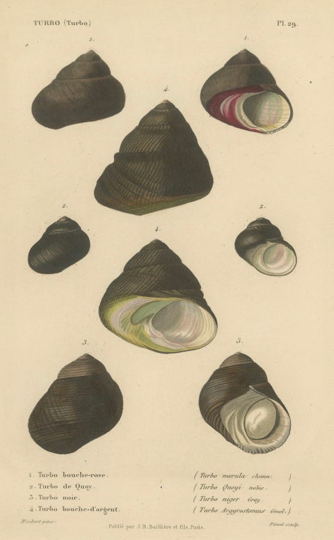 French Turbo Sea Shells Hand-Colored Natural History Engraving, 1832, close-up 4