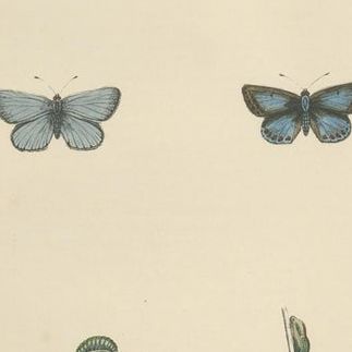 British Handcolored Lepidoptera: Treasures from A History of British Butterflies, close-up 1