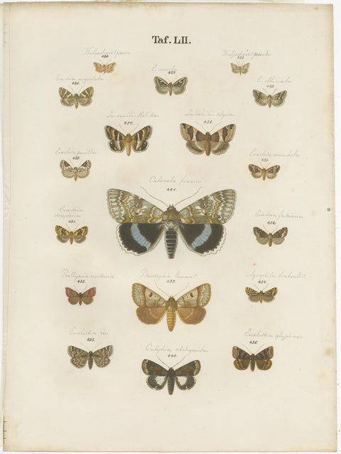 Set of 5 Antique Prints of Various Butterflies and Moths by Ramann, circa 1870, view 4