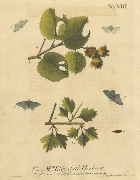 English Moths on Hazel Branch with Nuts, Antique Insect Engraving, Albin 1720, view 2
