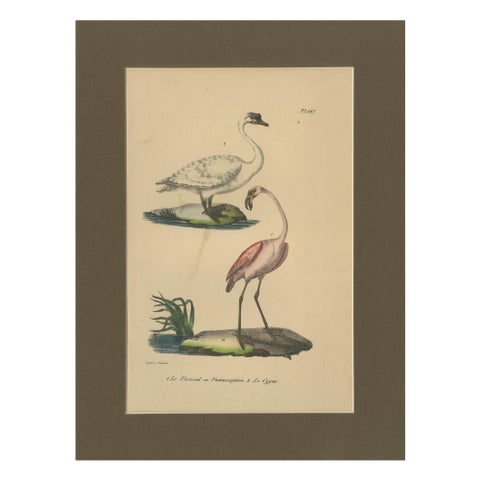 Flamingo & Swan, Antique hand-coloured lithograph, c.1828