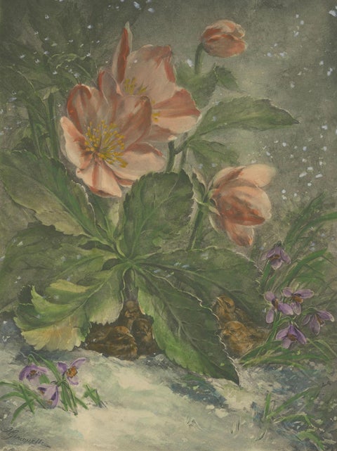 Snowdrops in Bloom - Giacomelli's Birds and Winter Flora, Circa 1891, close-up 3