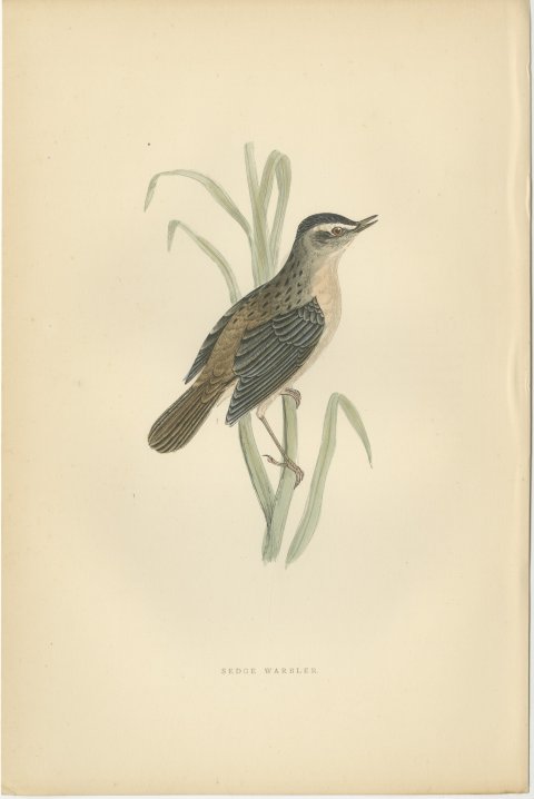 Sedge Warbler with Open Bill on a Sedge Stem, Antique Morris Plate, 1896, view 2