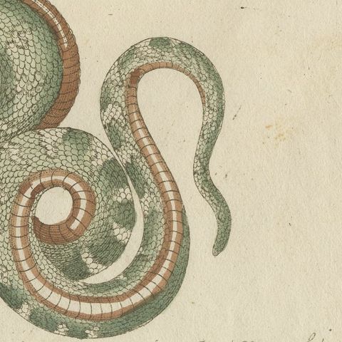 Two Patterned Snakes in Coils, Antique Bertuch Print, Vienna, circa 1805, close-up 4