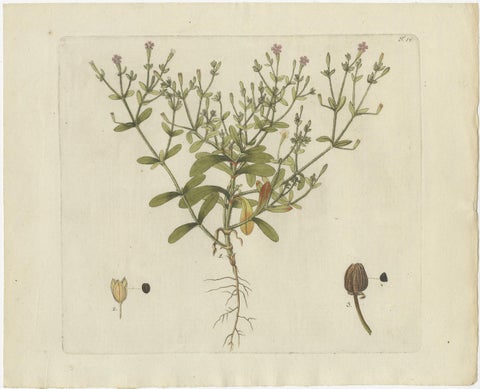Set of 4 Antique Prints of Various Plants by Jacquin, 'c.1790', view 3