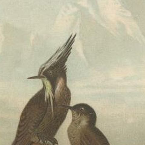 Antique Bird Print of Bearded Helmetcrests by Prang, 1898, close-up 2