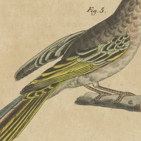 Goldcrest and Firecrest with Songbirds, Antique Bertuch Print, circa 1820, close-up 1