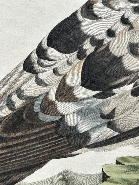 Manx Shearwater, Antique Seabird Engraving by Nozeman & Sepp, 1809, view 8