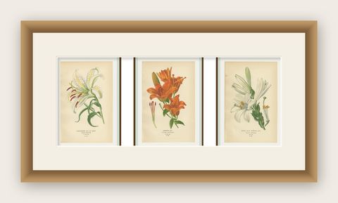 Antique Botanical Lithos of Lilies, Gold-Rayed, Saffron & St. Joseph’s, 1897, shown framed