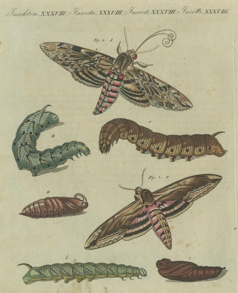 Moth Life Cycle: Handcolored Engraving from Bertuch's Encyclopedia, 1805, close-up 5