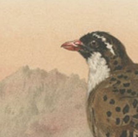Antique Bird Print of The Painted Bush-quail by Hume & Marshall, 1879, close-up 1