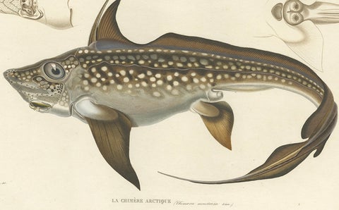 Antique Print of Arctic Chimaera Fish, Rare French Scientific Illustration 1845, close-up 4