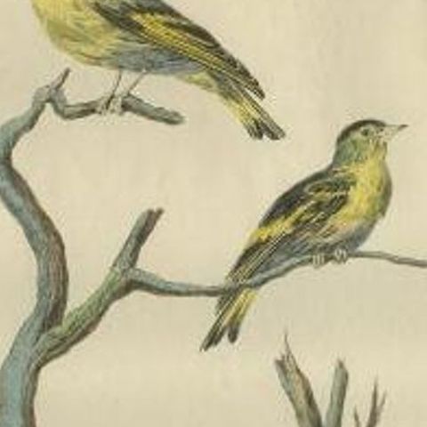 Antique Bird Print of the Eurasian Siskin by Sepp & Nozeman, 1789, close-up 1
