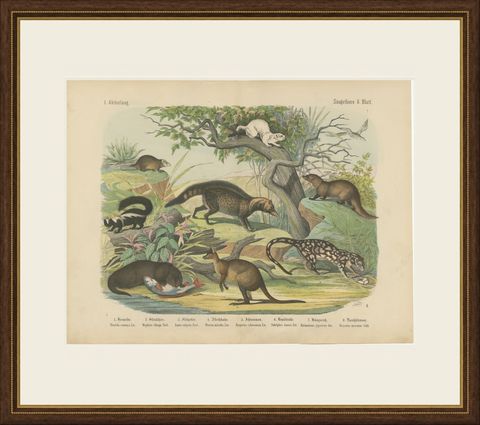 Antique Kangaroo and Otter Print with Ermine and Skunk, Kolb Mammals, circa 1890, shown framed