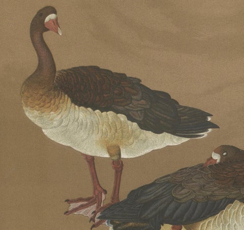 Japanese Geese in Calm Elegance: Antique Lithograph, 1880s, close-up 2