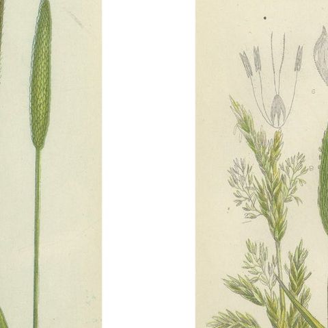 Victorian Botanical Engravings of Tunbridge Film Ferns, 1873, Pair, close-up 1