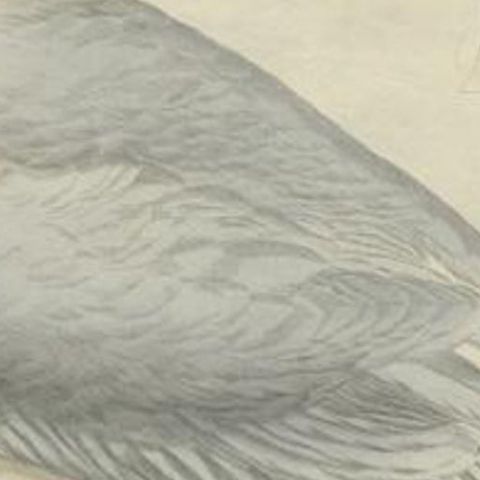 Antique Bird Print of the European Herring Gull by Sepp & Nozeman, 1797, close-up 2