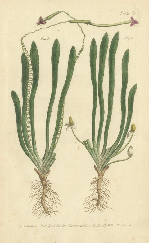 Old Botanical Engraving of Vallisneria (Tape Grass) - 1803 Aquatic Plant Print, close-up 4