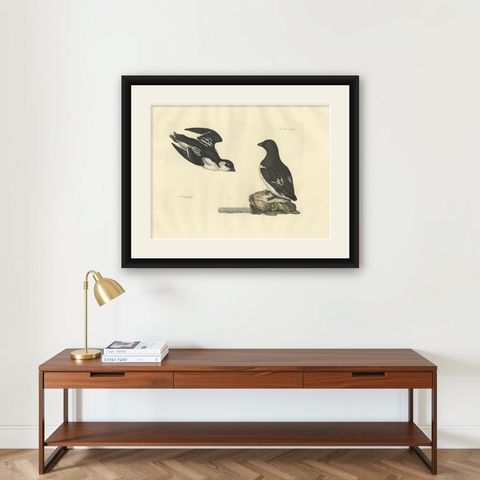 The Little Auk - A Life Seize Study Engraved in Seasonal Plumage by Selby, 1826, shown framed on a wall