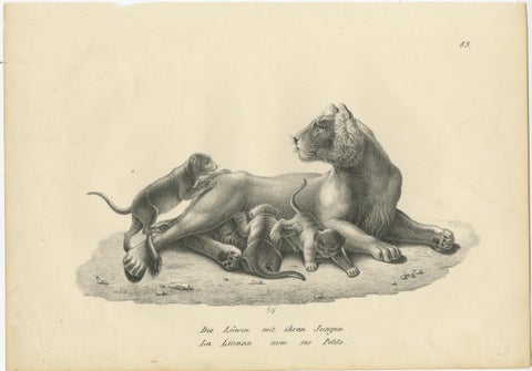 Original Antique Print of a Lioness and Her Cubs, view 2