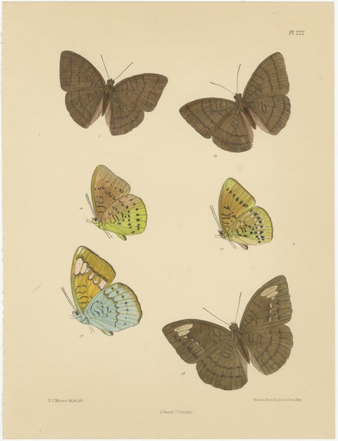Vibrant Victorian Butterfly Lithographs: Delicate Portraits by Moore, 1878, view 3