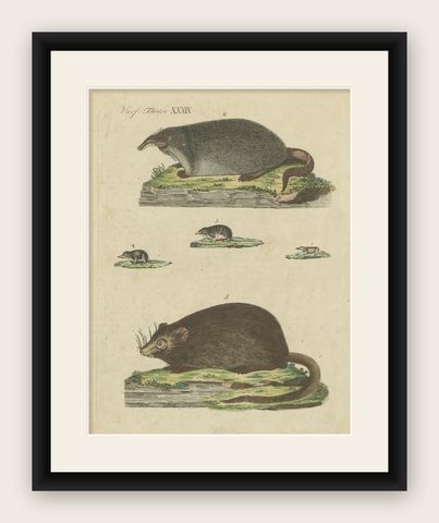Antique Print of Various Mice, 'c.1800', shown framed