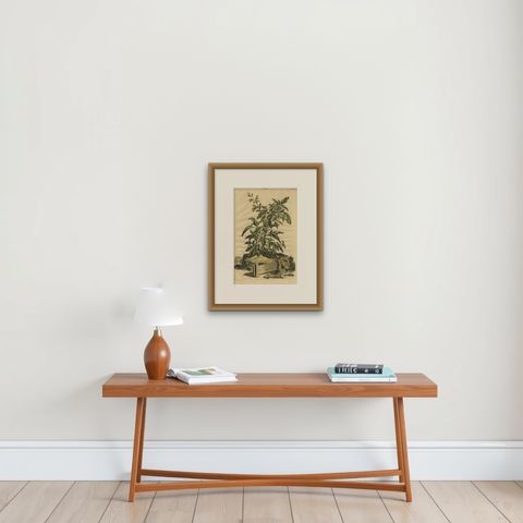 Botanical Illustration of Yellow Variegated Sage from Munting’s 1696 Herbal, shown framed on a wall