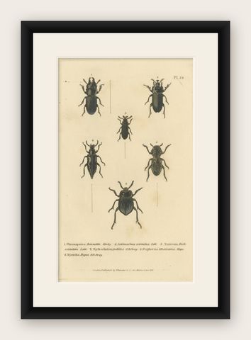 Beetles of the Early 19th Century: A Cuvier Collection from 'The Animal Kingdom', shown framed