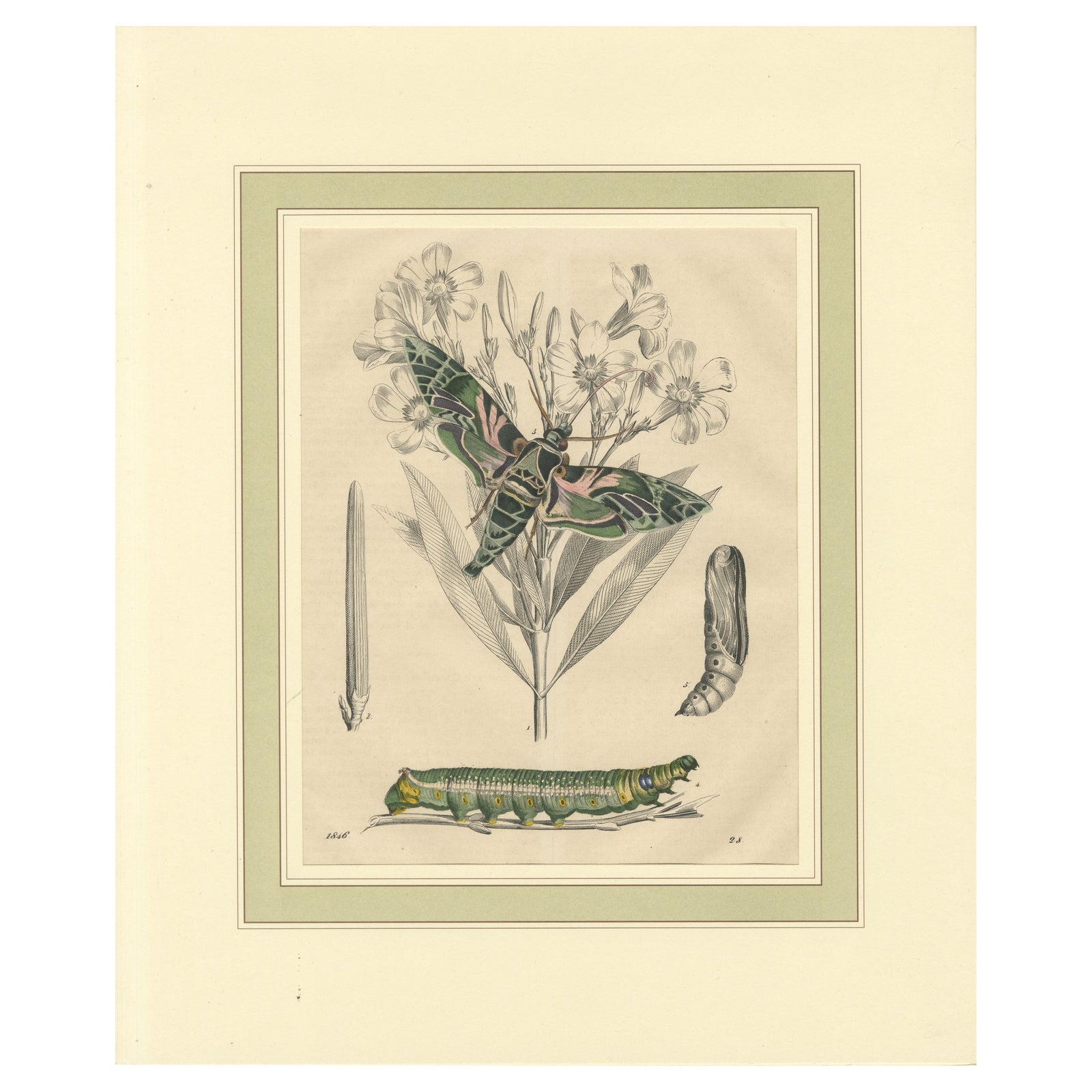 "Oleander Hawk-Moth Lifecycle" - Hand-Colored Plate, 1846