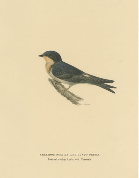 Aerial Grace: The Barn Swallow Bird Print by Magnus von Wright, 1927, view 3